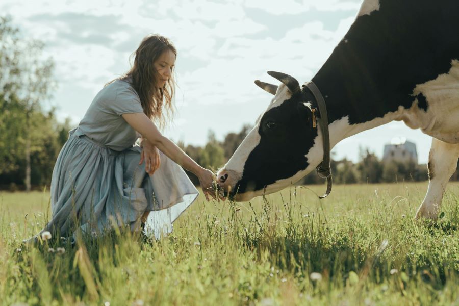 beef tallow for skin | young woman in dress feeding cow in field