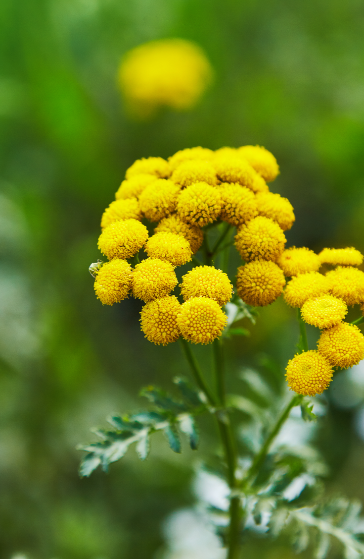closeup of yellow tansy flower