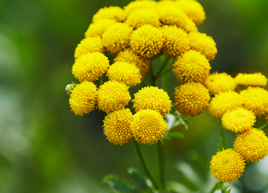 5 Blue Tansy Skincare Benefits