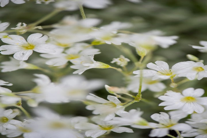 Snow-in-Summer (Cerastium tomentosum). 