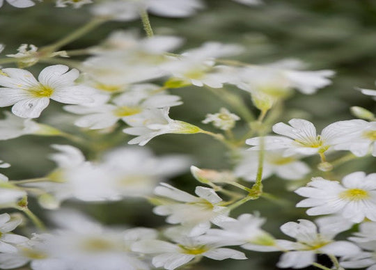 Meadowfoam Seed Oil, an Undiscovered 